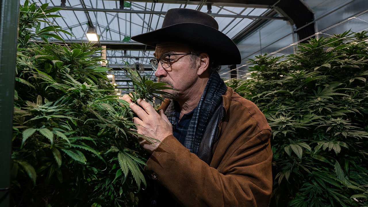 Hybrid-Weed-and-Hybrid-Weed-Strains